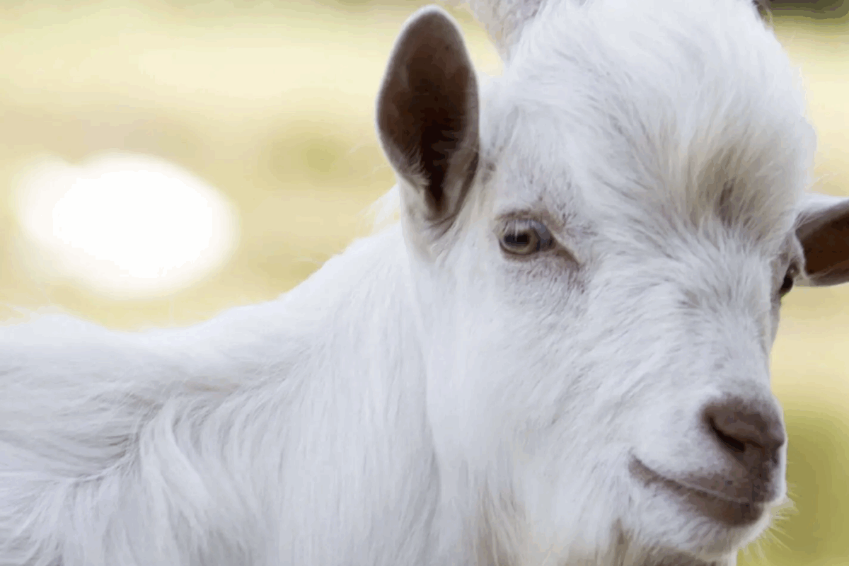 Où voir des animaux à Bordeaux