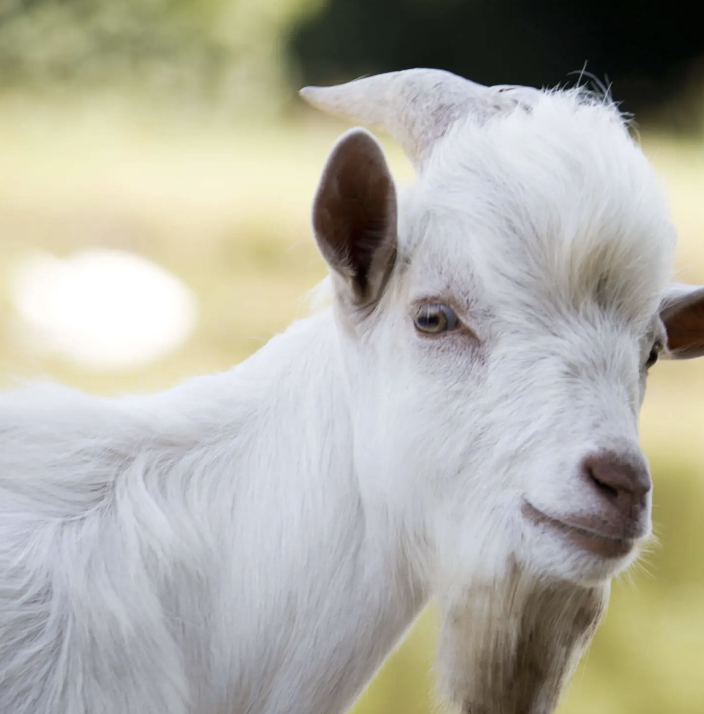 Où voir des animaux à Bordeaux