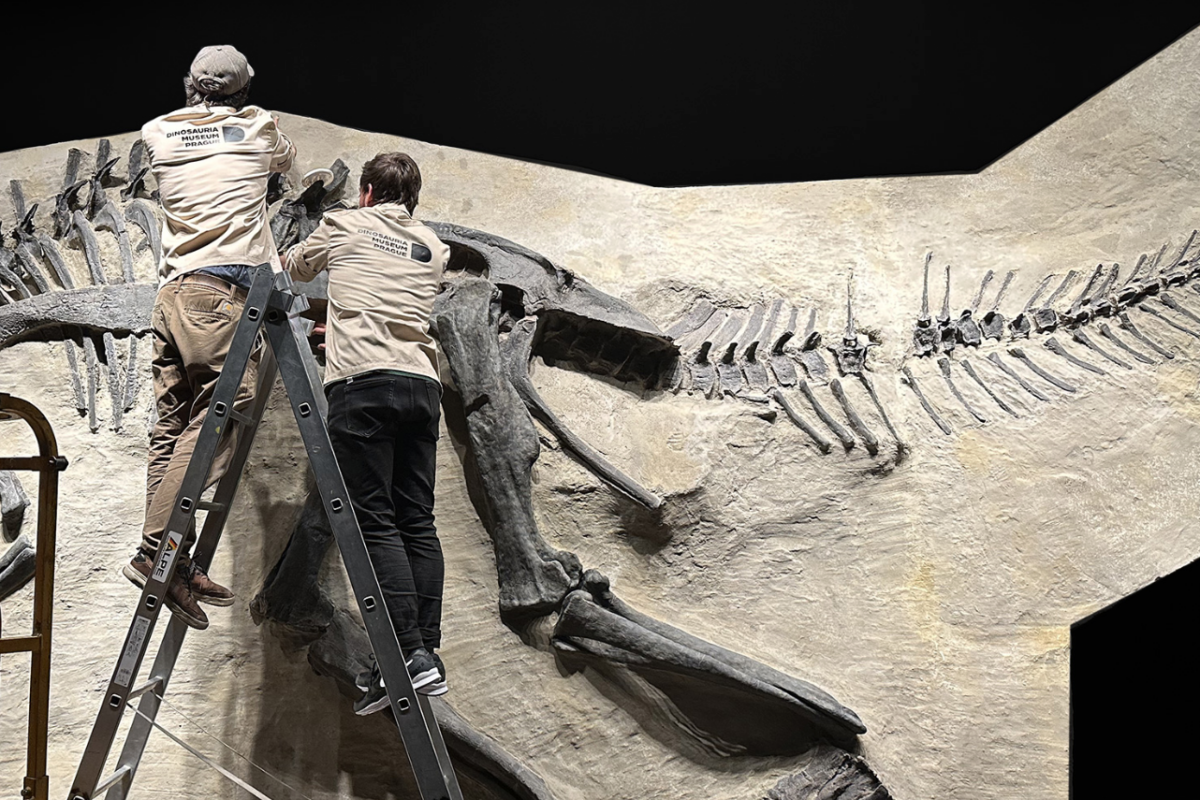 Paléontologie d’exception et objets de collection